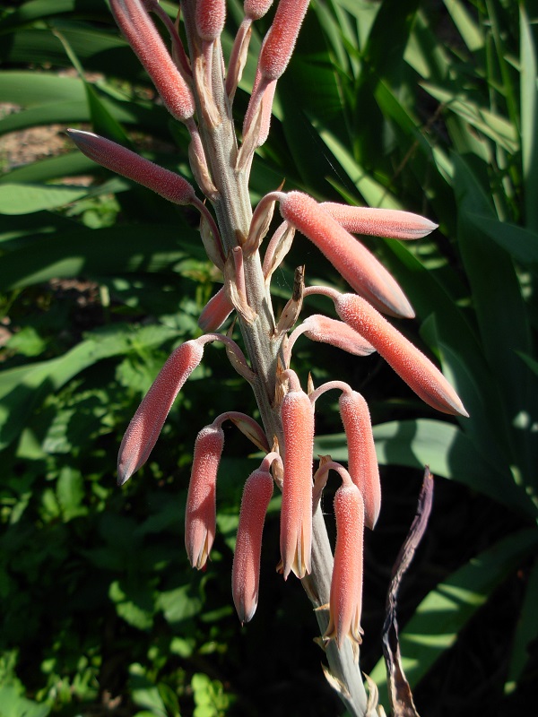 aloe tomentosa