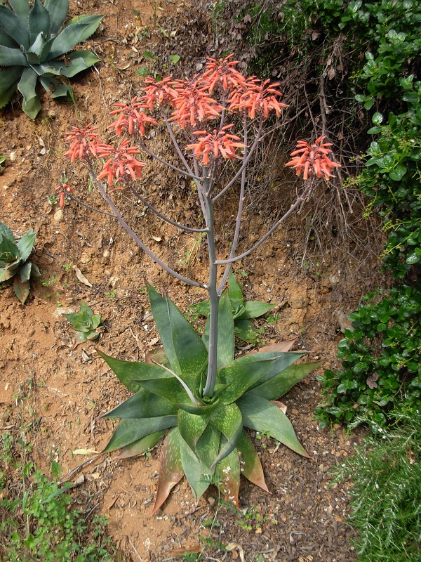 aloe striata x saponaria