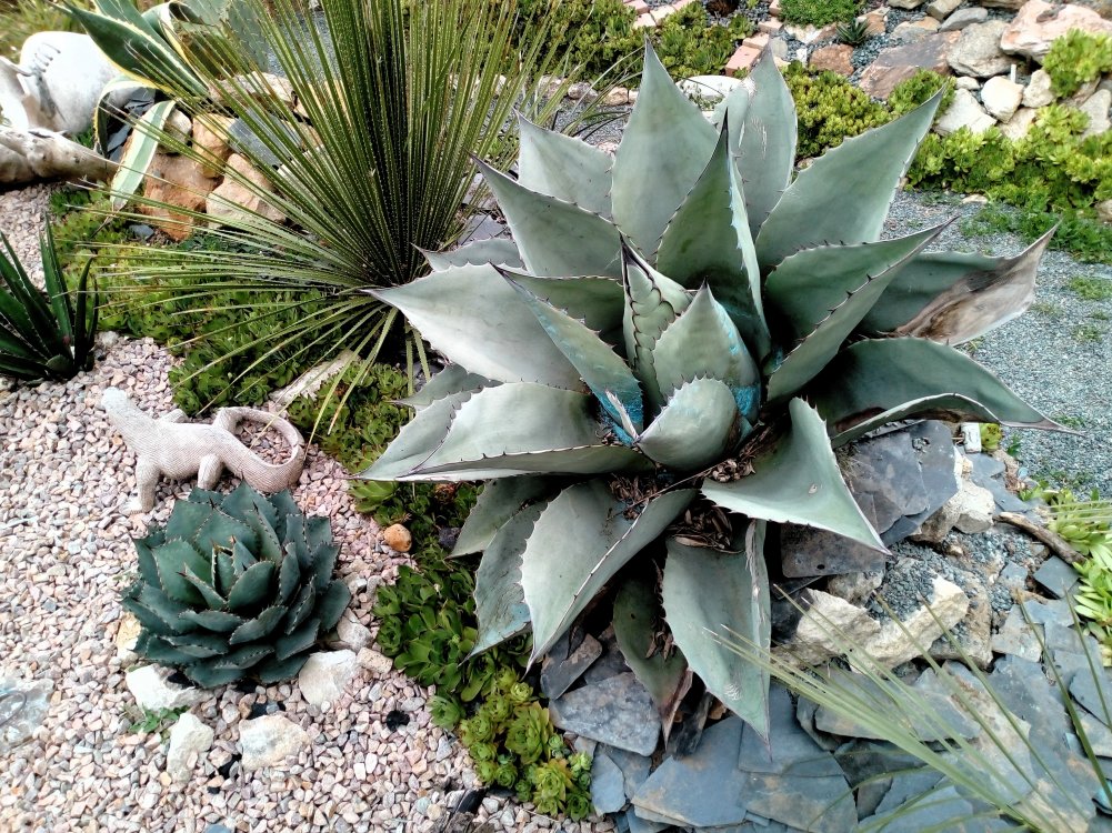 La transplantation d'ovatifolia à l'air réussi!