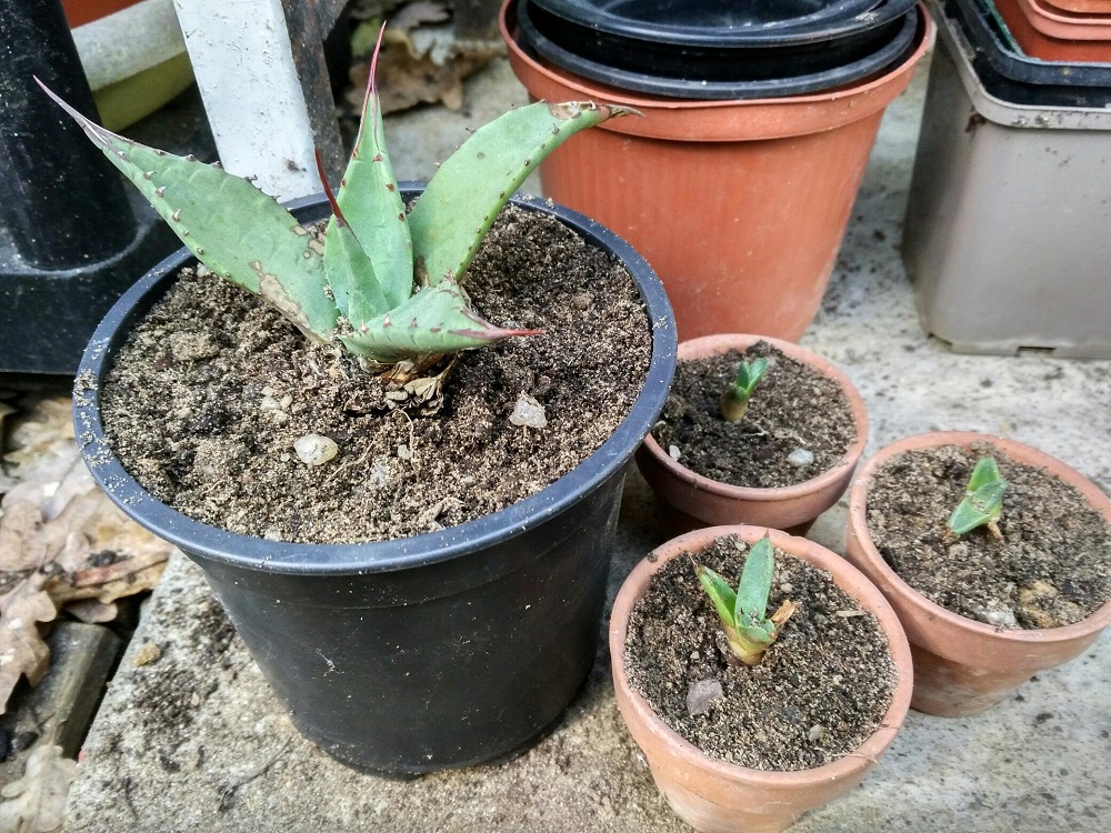 agave 3.jpg