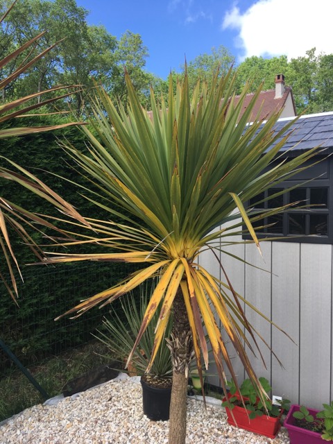 Cette cordyline est plantée depuis septembre 2017, les feuilles jaunes vous inquiètes ?