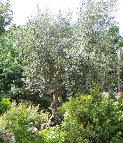 olea (2) (Copier).JPG