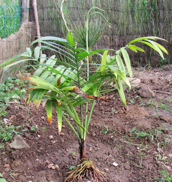 chamaedorea radicalis arborescent femelle (Copier).JPG