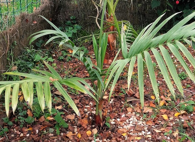 chamaedorea radicalis arborescens male (Copier).jpg