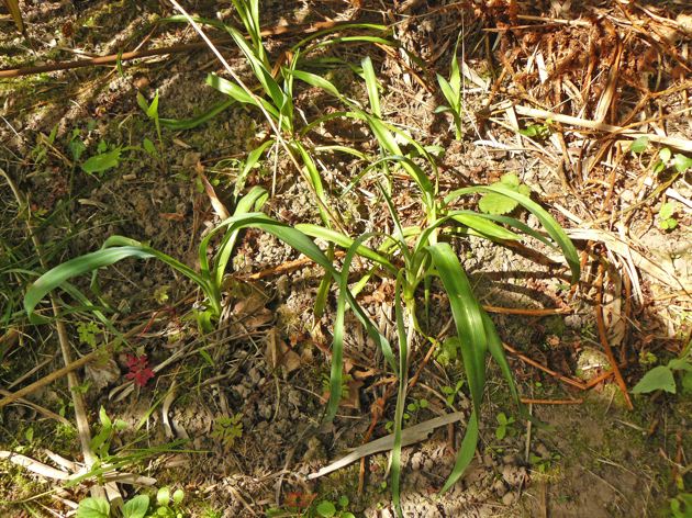 Jeunes Yucca gloriosa émergeant au pied d'une vieille souche morte depuis huit ans