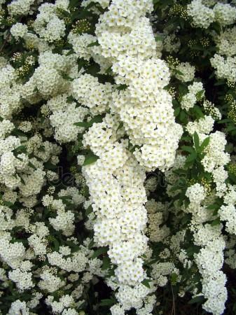 Spirea arguta