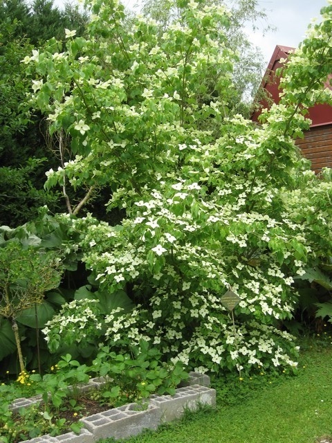 cornus kousa