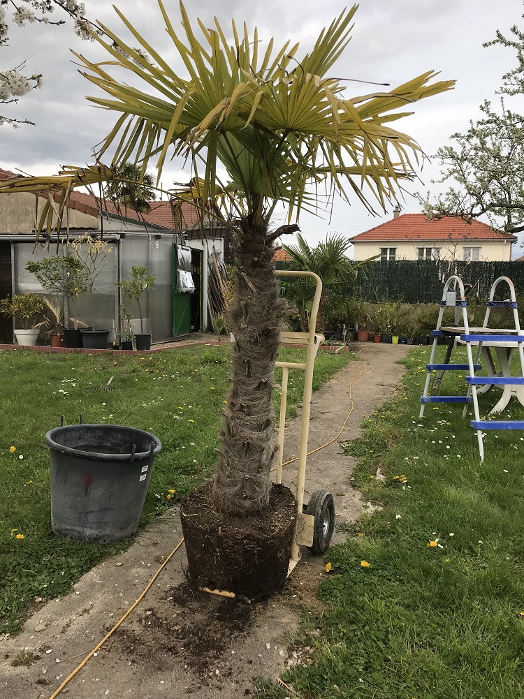 un palmier soldé cet hiver pour 40€, je pouvais pas le laisser passer :)