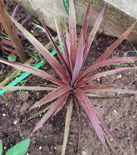 Cordyline red sensation.jpg