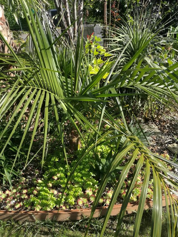 Butia x Parajubaea