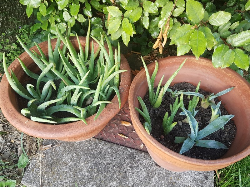 les rejets d'aloe et d'agave remis en pot