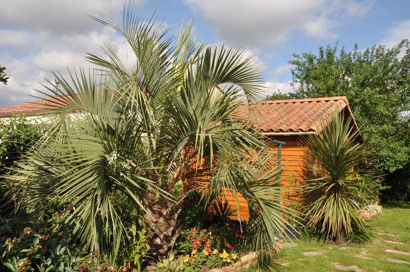 butia1.JPG