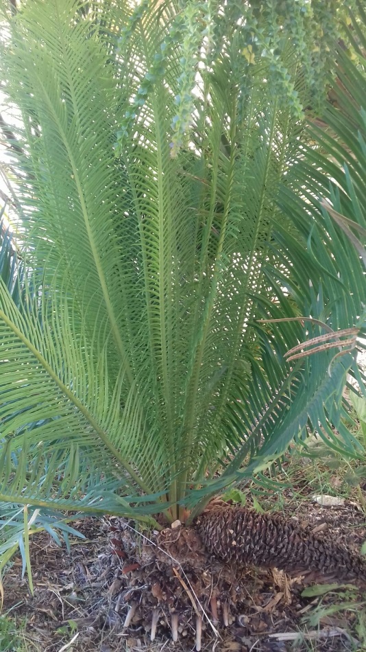 cycas_panzi.jpg