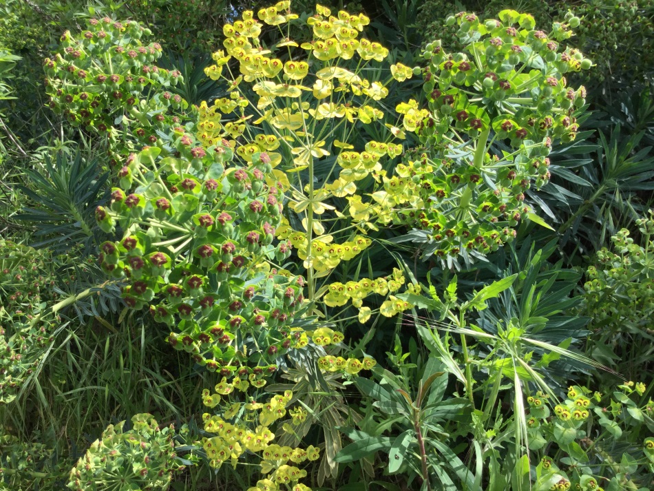 euphorbia_sp.JPG