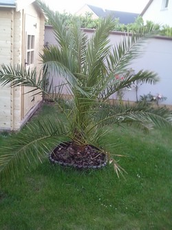 Voici un phoenix canariensis