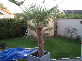 le derniers trachycarpus mdr ^^