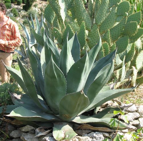 Agave.JPG