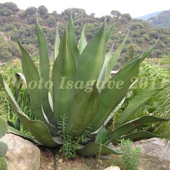 Agave-salmiana-ssp_-crassispina-1--Isagave.jpg