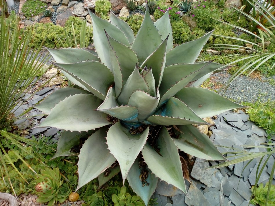 Pépère Ovatifolia qui a changé de bord à droite maintenant