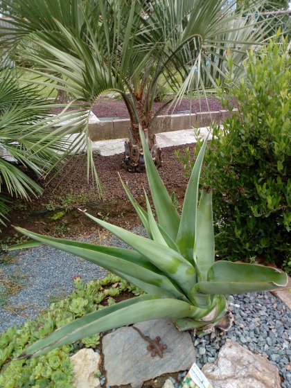 agave vilmoriniana