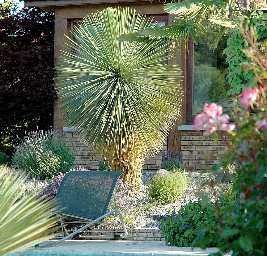 Yucca linearifolia 30 juin 2018