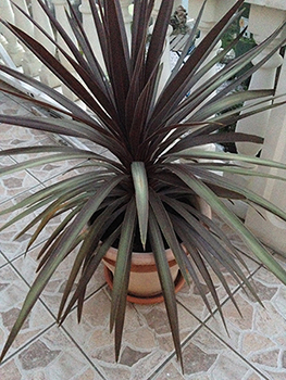 Voici ma cordyline red star...