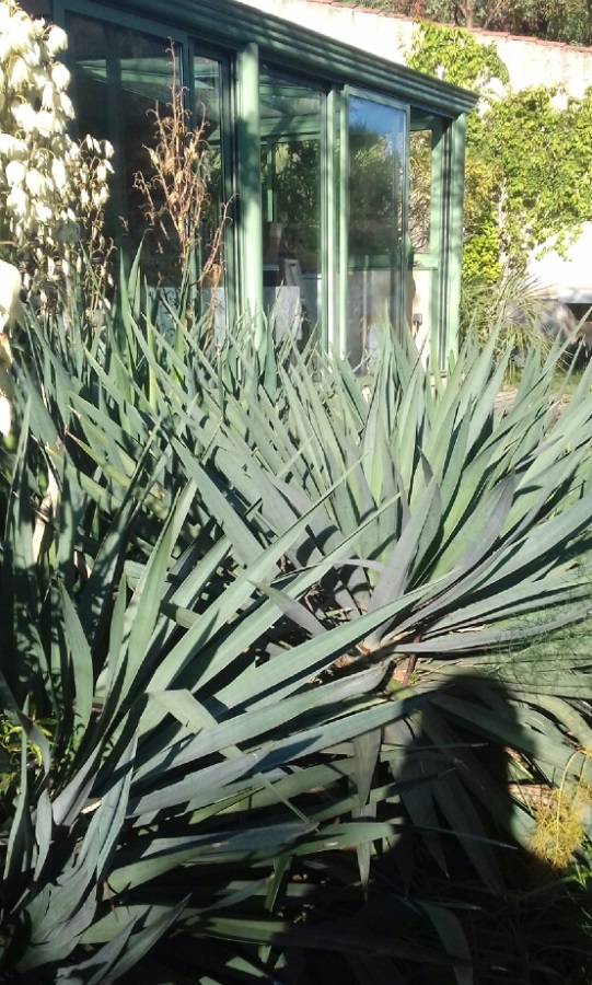 Yucca12.jpg