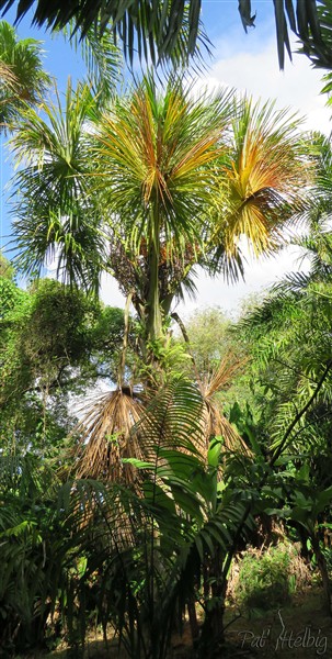 L'impressionnant Mauritia flexuosa planté en 2008..jpg