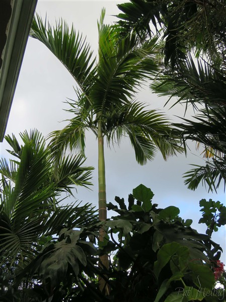 L' Actinorhytis calapparia   martyrisé durant la tempête Mattew est devenu un très beau palmier!.jpg