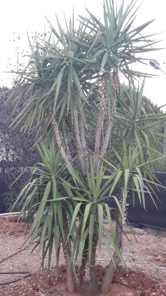 Mon Yucca aujourd'hui