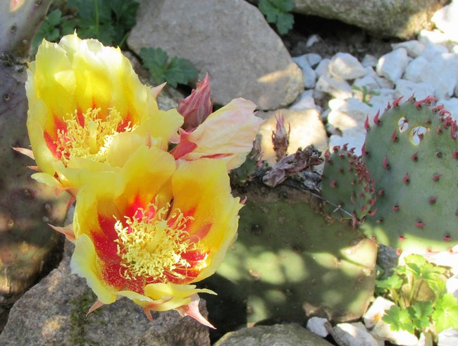 opuntia purpurea (Copier).JPG