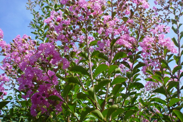 Lagerstroemia Indica ,chez Joël ,11 08 2006.JPG