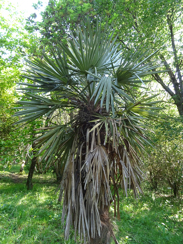 trithrinax.jpg