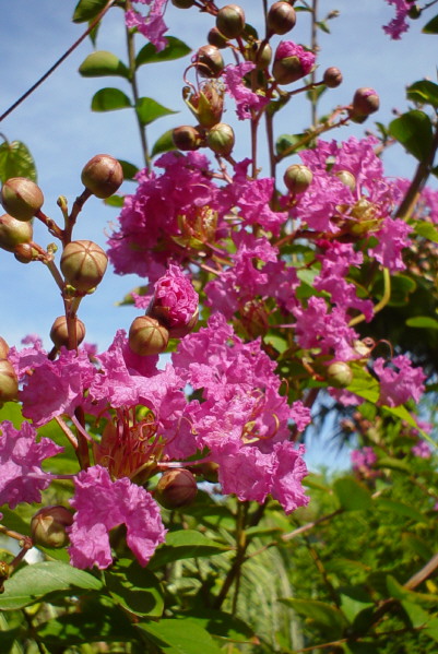 Lagerstroemia Indica ,chez Joël 11 08 2006.JPG