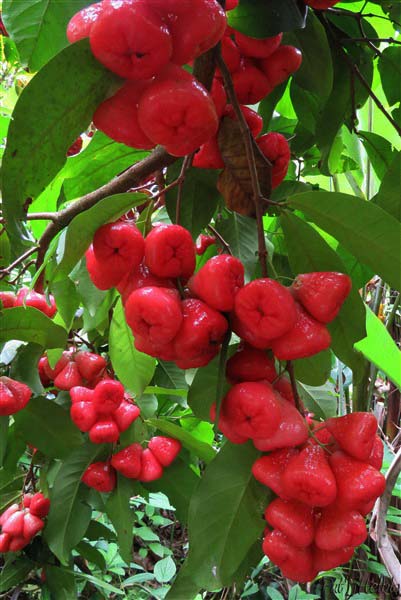 A nouveau la saison des pommes malacca.jpg