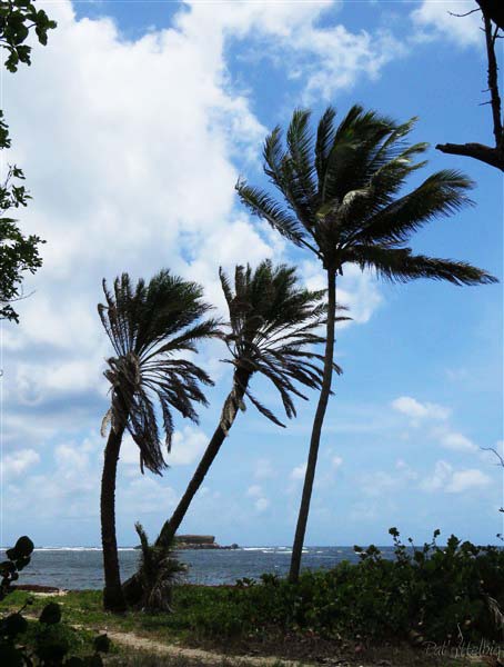 Au sud de la Martinique, la Grande Terre des Salines où se trouvent deux Phoenix dactilifera âgés d'une quarantaine d'années, semés  inopinément par des campeurs consommateurs de dattes au bord de mer....jpg