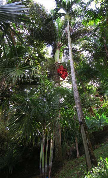 Le Wodyetia bifurcata planté en 2000 est maintenant presque géant!.jpg