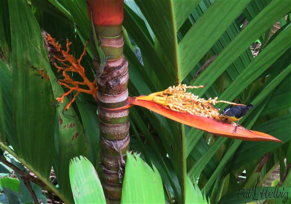 Inflorescence de l'Areca vestaria a des visites...jpg