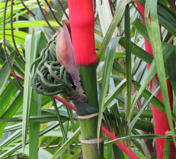 Inflorescence naissante sur le Cyrtostachys renda.jpg