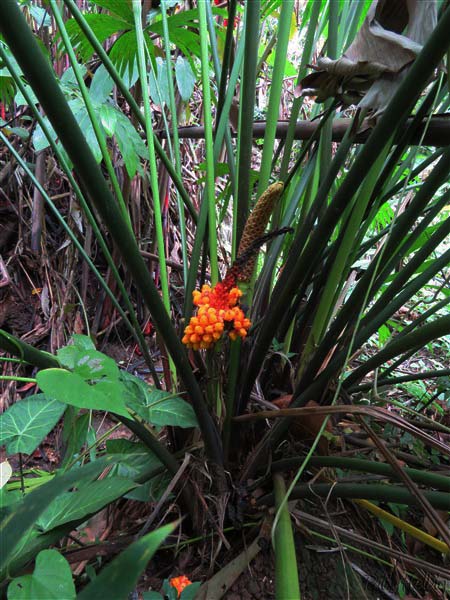 Inflorescence de Carludovica palmata-Cyclantacées- dont les feuilles servent à tresser le fameux chapeau de Panama.jpg