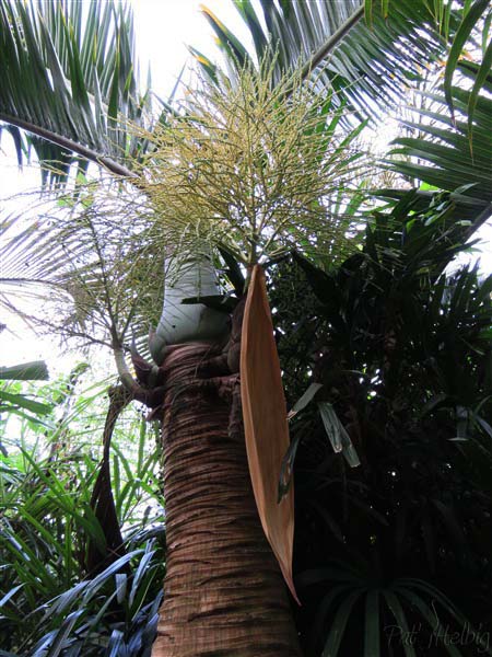 l'inflorescence d'un des Hyophorbe lagenicaulis vient de s'ouvrir.jpg