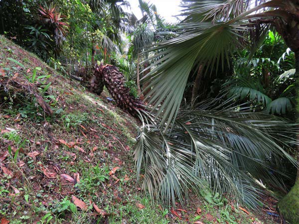 Le Butia capitata a fini par céder et s'est brisé l'autre nuit.Il cherchait la lumière, désespérément, ocultée par un énorme manguier..Je l'avais planté il y a 20 ans..jpg