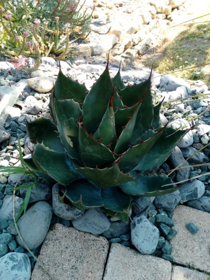 Ovatifolia géant vert de l&quot;'Allier&quot;