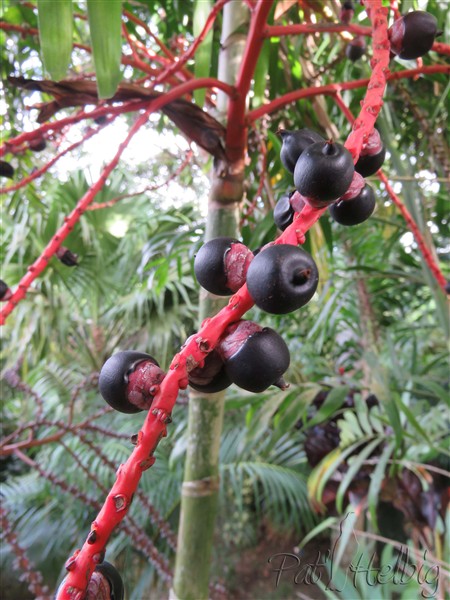 Infrutescence du Ptychosperma waitianum.jpg