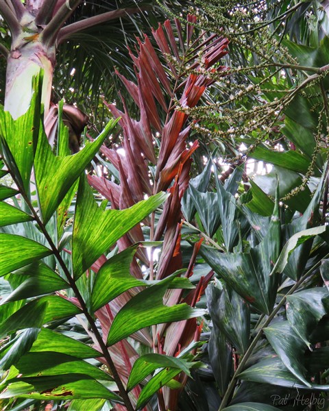 La jeune palme couleur rouille du Ptychosperma waitianum au port très élégant.Il a été planté il y a 8 ans..jpg