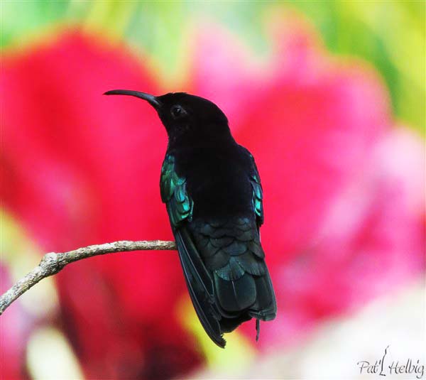 3 J'ai observé au fil des années que le colibri dominateur quel qu'il soit,a toujours le bec court. Il me suit dans mes déplacements sur le terrain pour me contrôler...ou par amour fou....jpg