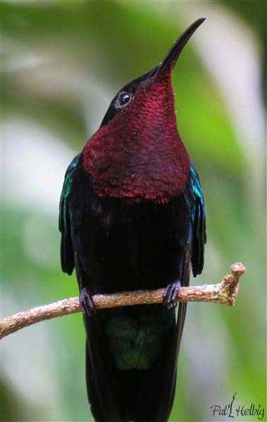 2 Le colibri madère dominateur poursuit sans pitié ses congénères et aussi les sucriers qui rentrent dans son domaine! Il vient souvent se placer devant mon nez en vol stationnaire!.jpg