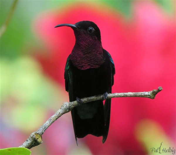 1 Ce colibri madère au tempérament agressif  a depuis 3 mois empêché ses congénères et autres oiseaux de boire aux abreuvoirs ou de butiner,les pourchassant sans relâche. Depuis hier il semble se calmer....jpg