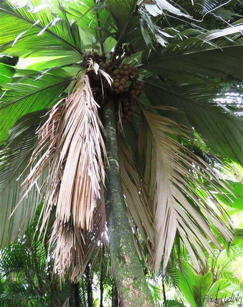 Le plus vieux des Pelagodoxa henryana planté en 2002. 2.jpg