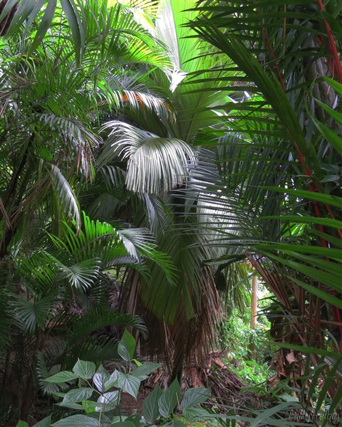 Le plus vieux des Pelagodoxa henryana planté en 2002. 1.jpg